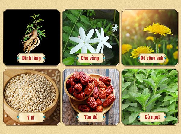 6 thành phần dược liệu quý tạo nên sự hiệu quả cao của trà lợi sữa