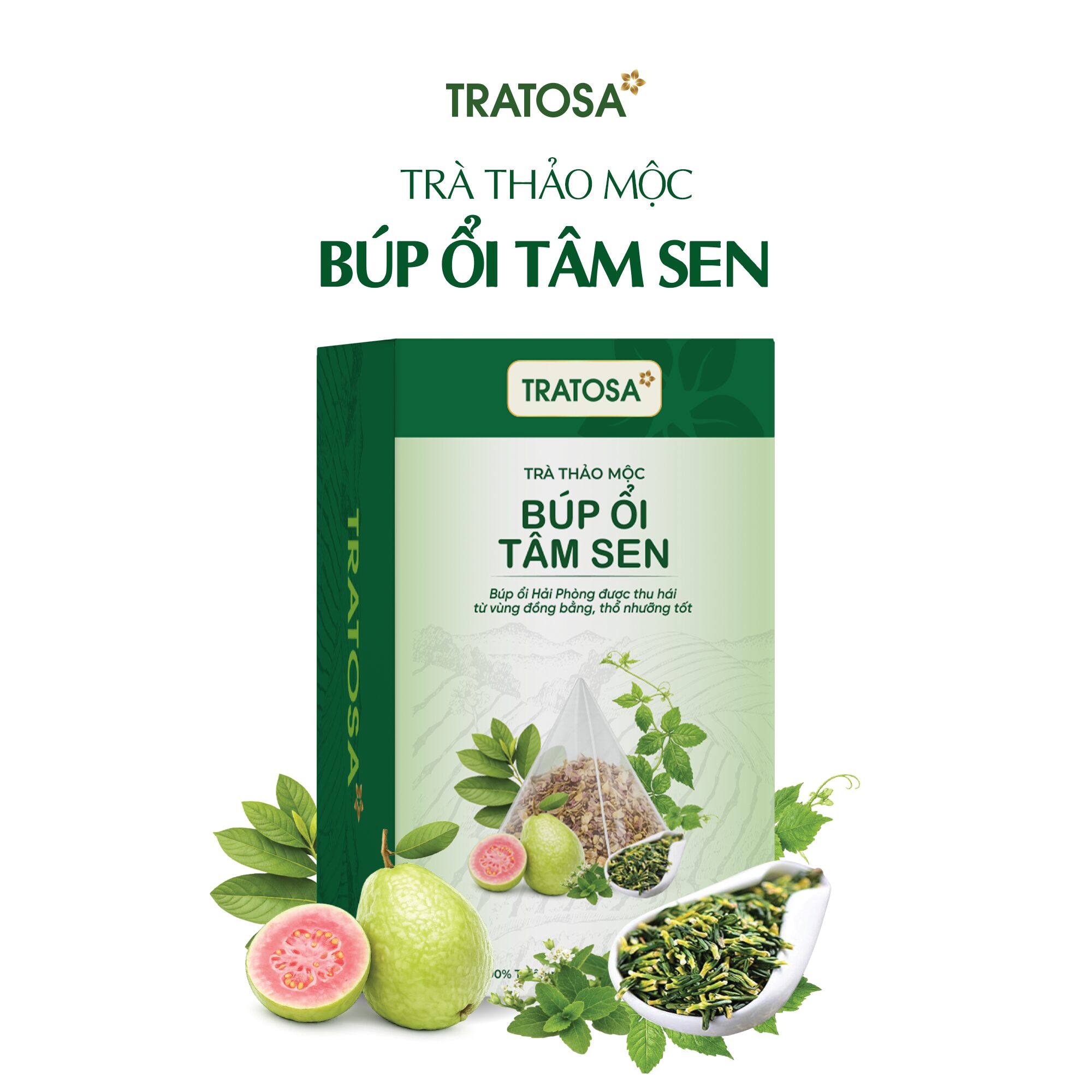 Trà Búp Ổi Tâm Sen Trà Búp Ổi Tâm Sen TRATOSA từ búp ổi Hải Phòng và các thảo dược thiên nhiên