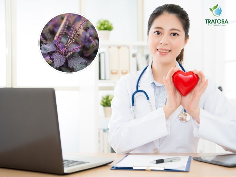 Uống lá tía tô có tác dụng gì - Hỗ trợ tốt cho tim mạch