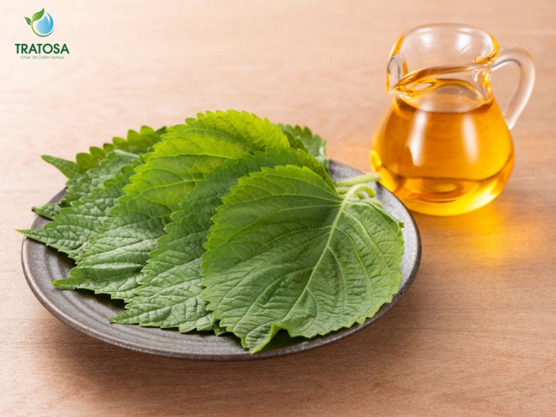 Uống lá tía tô tươi hay khô thì tốt hơn? Lợi ích, cách sử dụng tía tô Sự khác biệt của việc uống lá tía tô tươi và khô