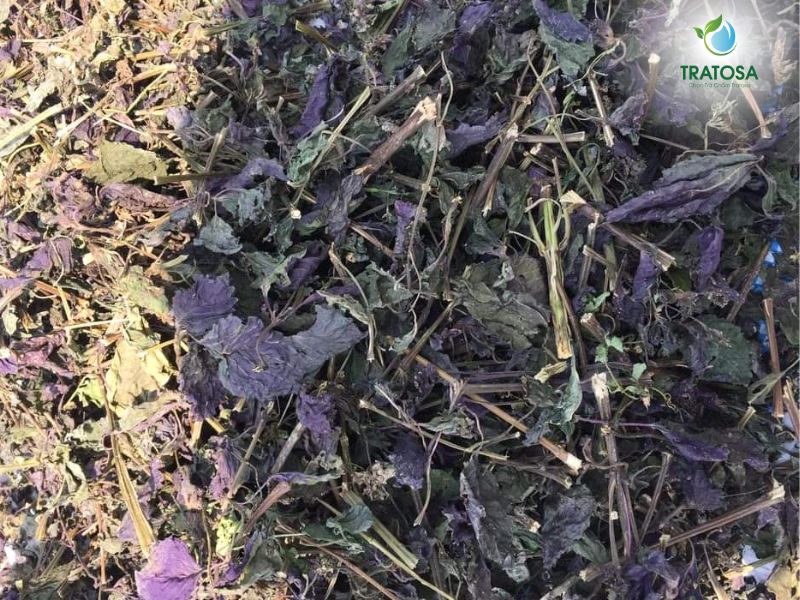 Uống lá tía tô tươi hay khô thì tốt hơn? Lợi ích, cách sử dụng tía tô Khi nào nên chọn uống lá tía tô tươi hay khô