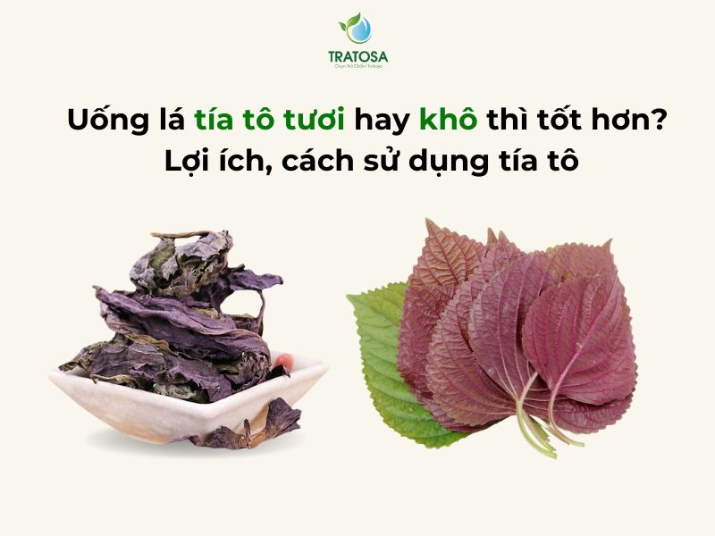 Uống lá tía tô tươi hay khô thì tốt hơn? Lợi ích, cách sử dụng tía tô Uống lá tía tô tươi hay khô thì tốt hơn Lợi ích, cách sử dụng tía tô