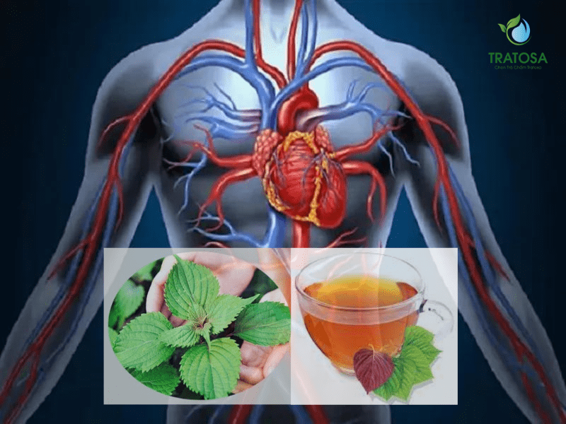 Trà tía tô giúp chống dị ứng, bảo vệ tim mạch và thần kinh