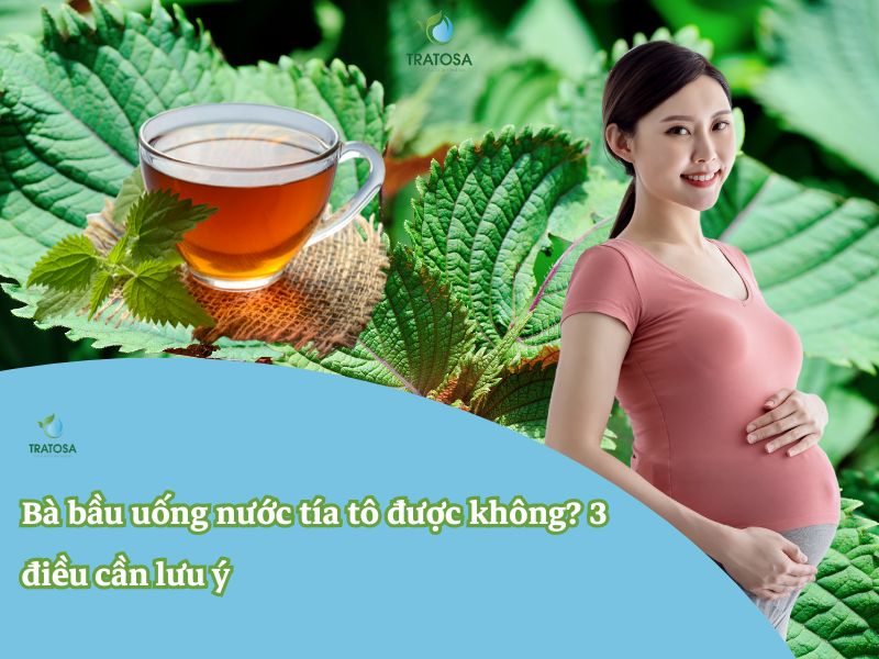 Bà bầu uống nước tía tô được không? 4 điều cần lưu ý