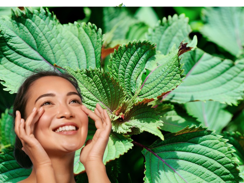 Những công dụng tuyệt vời của lá tía tô với làn da