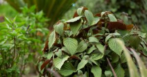 lá tía tô có chất gì