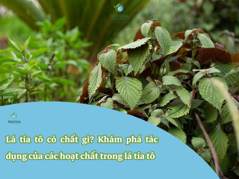Lá tía tô có chất gì? Khám phá tác dụng của các hoạt chất trong lá tía tô