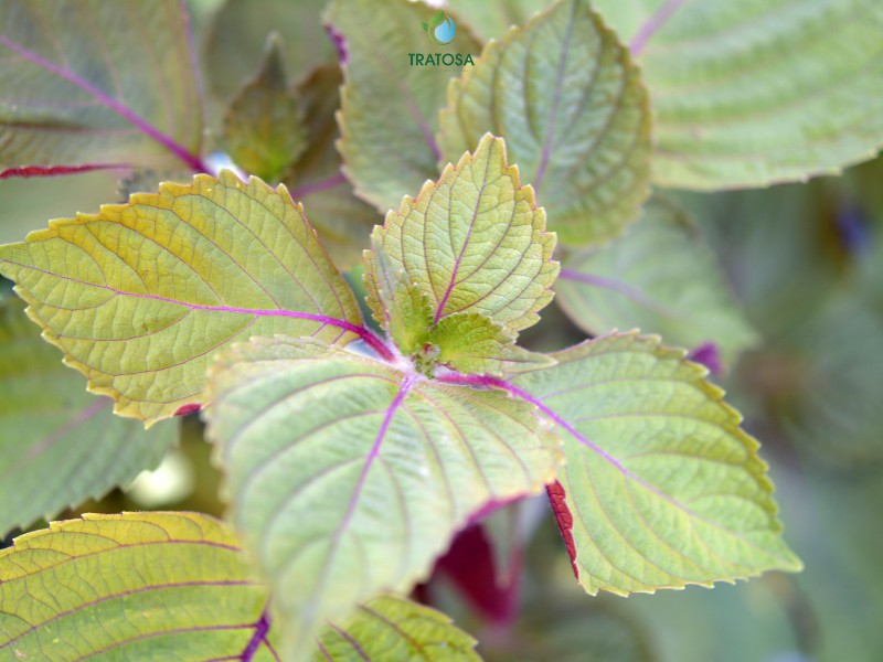 Một số công dụng khác của lá tía tô