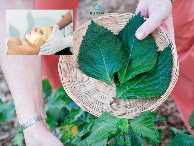 Những cách sử dụng lá tía tô giúp trắng da khác