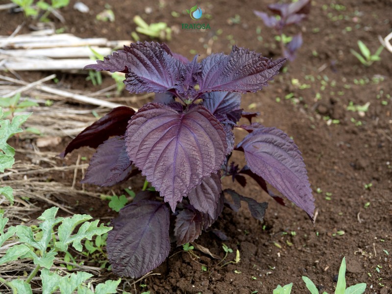 Những lưu ý khi sử dụng lá tía tô