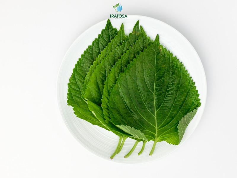 Tác dụng và hoạt chất có trong lá tía tô