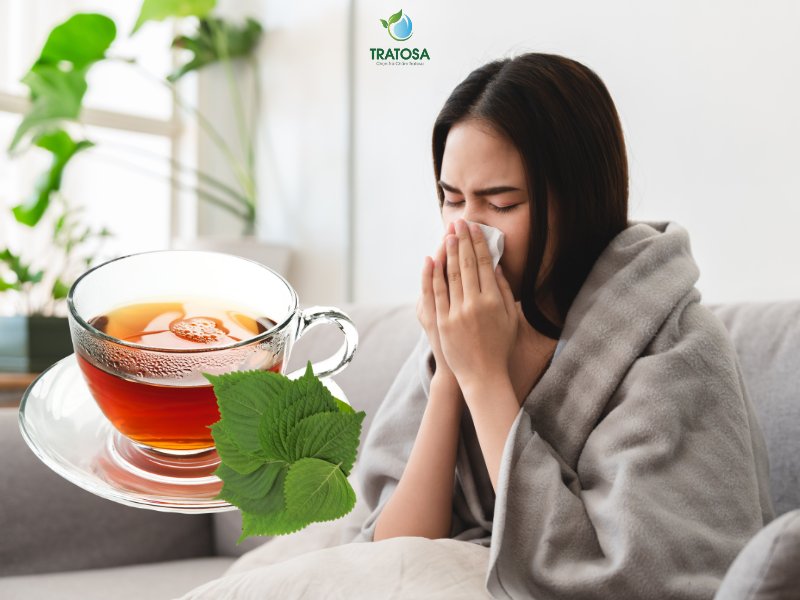 Tại sao lá tía tô có thể giải cảm