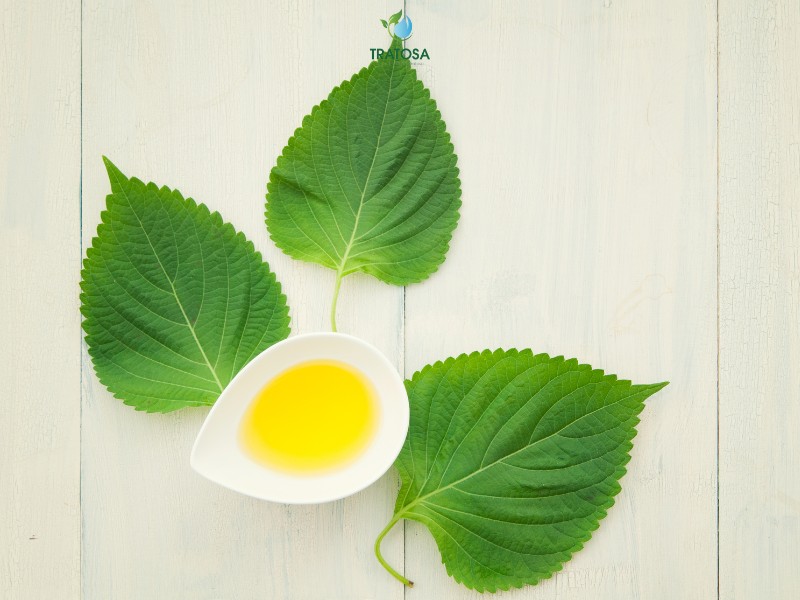 Uống trà tía tô có tác dụng gì?