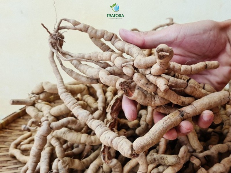 Ba kích có tác dụng gì? Những lợi ích khi uống trà ba kích bổ thận, tăng cường sinh lý Ba kích có tác dụng gì?