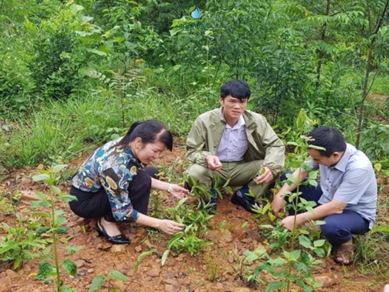 Ba kích có tác dụng gì? Những lợi ích khi uống trà ba kích bổ thận, tăng cường sinh lý Ba kích là gì?