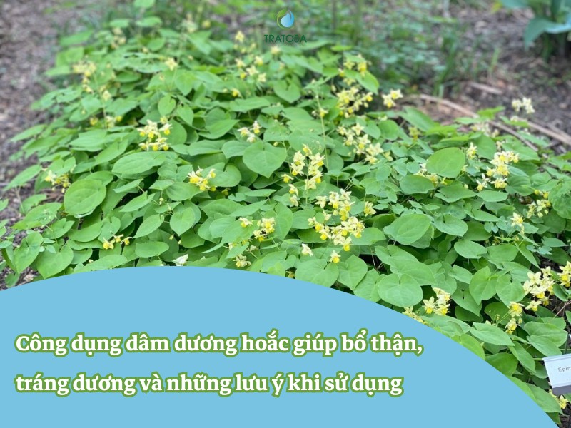 Công dụng dâm dương hoắc giúp bổ thận, tráng dương và những lưu ý khi sử dụng Công dụng dâm dương hoắc giúp bổ thận, tráng dương và những lưu ý