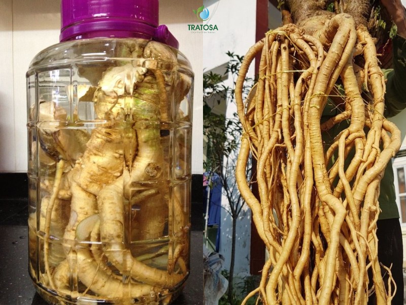 Hướng dẫn cách ngâm rượu rễ cây đinh lăng