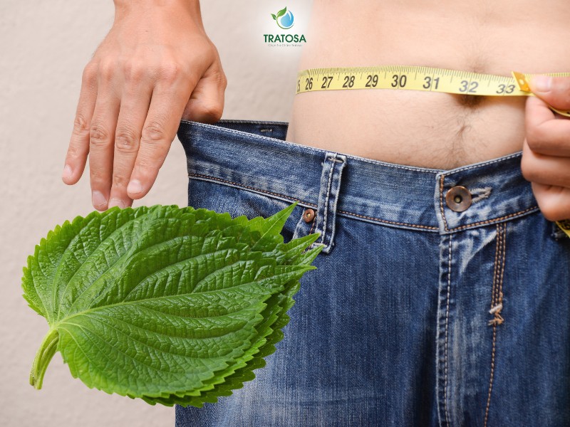 Tác dụng của lá tía tô giúp giảm cân hiệu quả