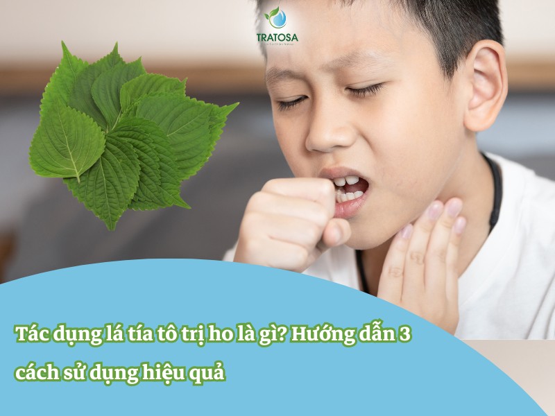 Tác dụng lá tía tô trị ho là gì? Hướng dẫn 3 cách sử dụng hiệu quả Tác dụng lá tía tô trị ho là gì? Hướng dẫn 3 cách sử dụng hiệu quả