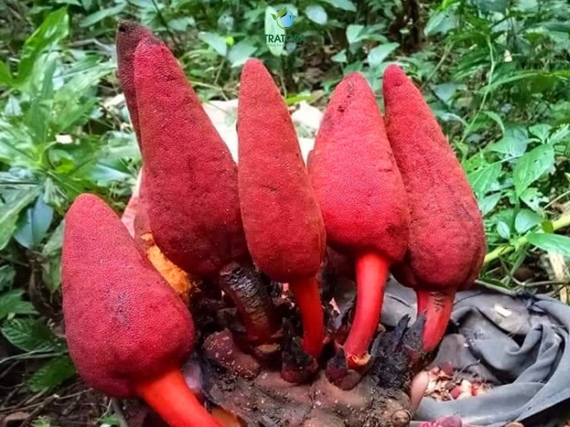 Nấm ngọc cẩu là gì?