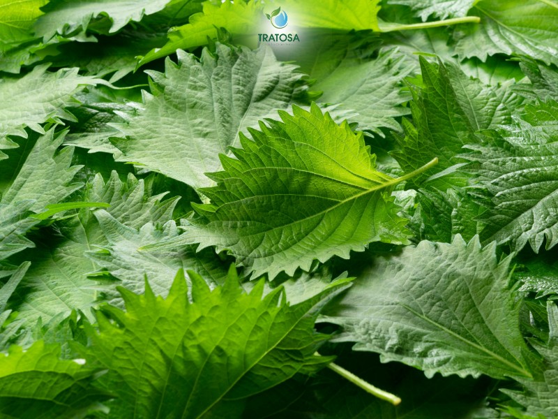 Tác dụng lá tía tô trị ho là gì? Hướng dẫn 3 cách sử dụng hiệu quả Những lưu ý khi sử dụng lá tía tô trị ho