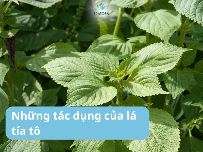 Tác dụng lá tía tô trị ho là gì? Hướng dẫn 3 cách sử dụng hiệu quả Những tác dụng khác của lá tía tô