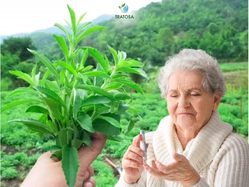 Cỏ ngọt có tác dụng gì? Cách làm trà cỏ ngọt tại nhà đơn giản Tác dụng của cỏ ngọt giúp hỗ trợ tích cực cho người bị bệnh tiểu đường