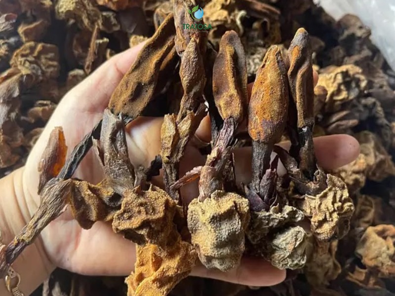 Tác dụng của nấm ngọc cẩu đối với sức khỏe con người