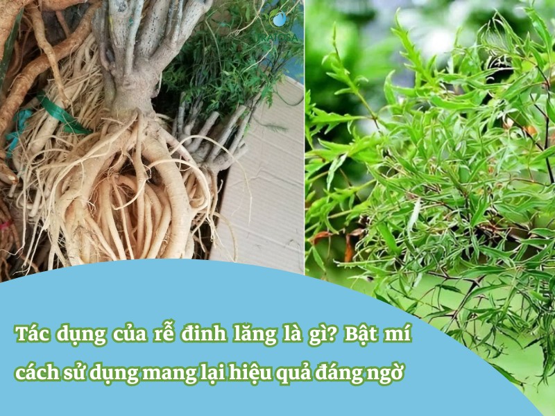 Tác dụng của rễ đinh lăng là gì? Bật mí cách sử dụng mang lại hiệu quả đáng ngờ