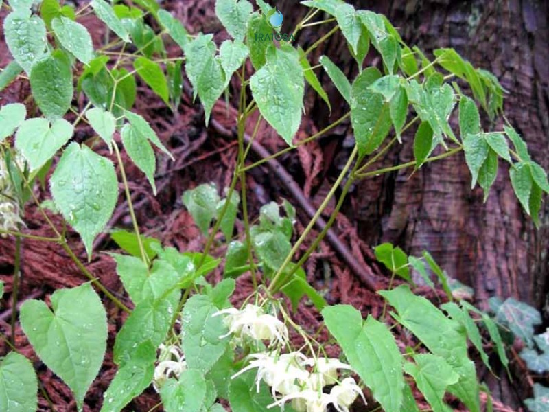 Công dụng dâm dương hoắc giúp bổ thận, tráng dương và những lưu ý khi sử dụng Tính chất của dâm dương hoắc