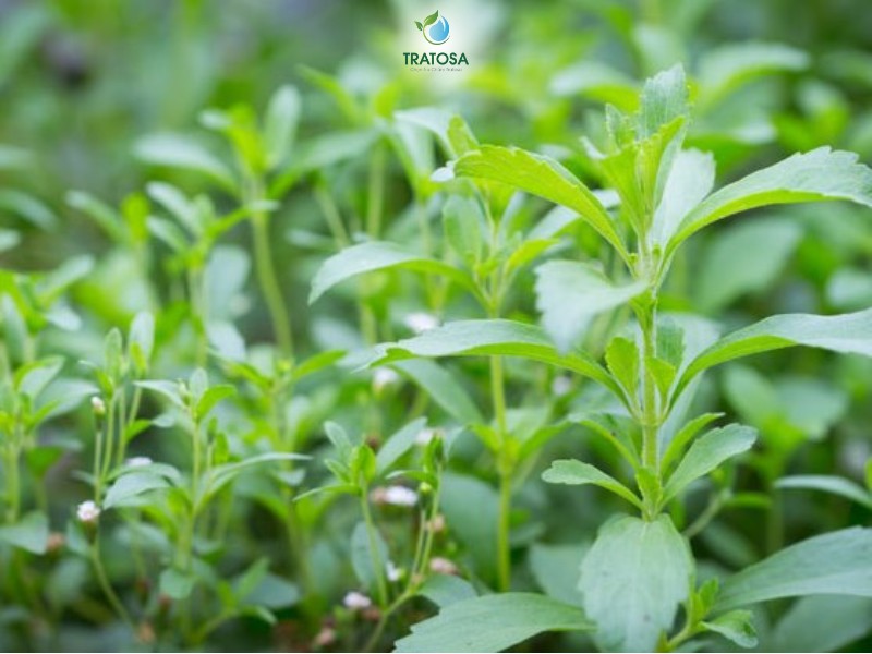 Cỏ ngọt có tác dụng gì? Cách làm trà cỏ ngọt tại nhà đơn giản Tổng quan về một số thông tin về cây cỏ ngọt