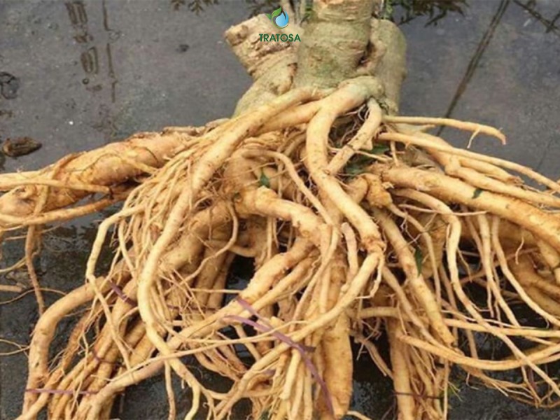 Uống rễ cây đinh lăng có tác dụng gì?