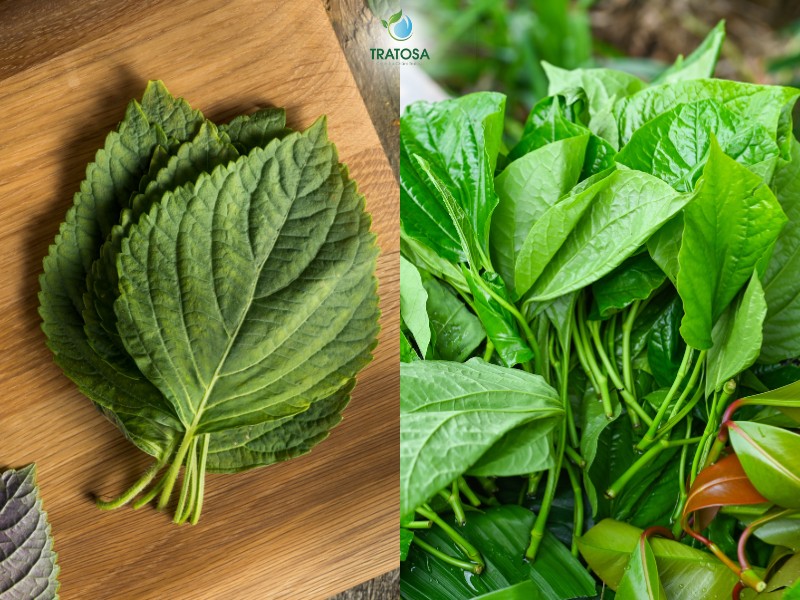 Chữa bệnh gout bằng lá tía tô kết hợp lá lốt