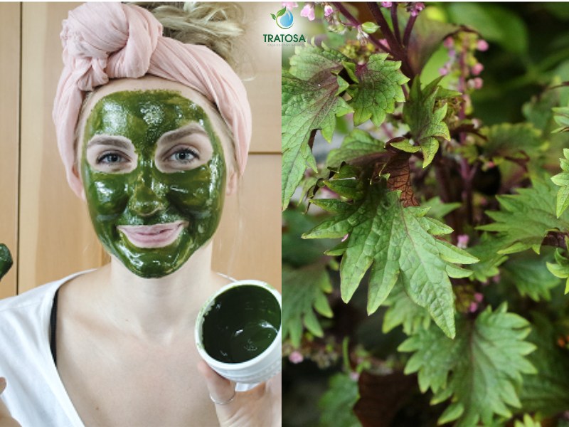 Làm mặt nạ lá tía tô