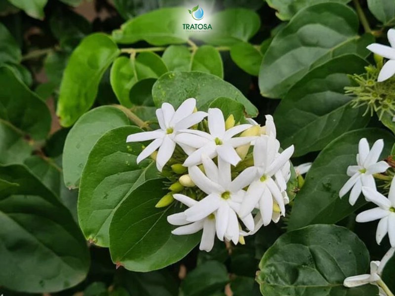 Hình ảnh cây chè vẳng