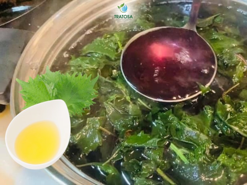 Hướng dẫn cách nấu nước lá tía tô đơn giản tại nhà