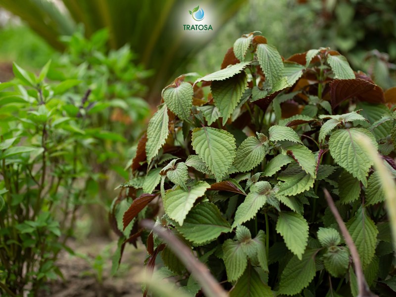 Những lưu ý khi sử dụng nước nấu lá tía tô