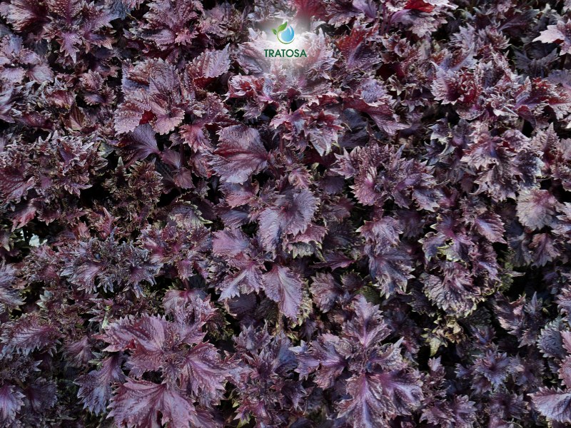 Những tác dụng của lá tía tô