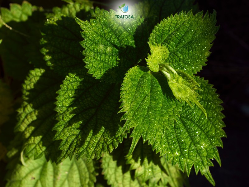 Những thành phần trong lá tía tô giúp hỗ trợ điều trị bệnh gout