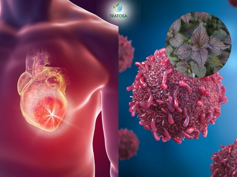 Nước lá tía tô giúp phòng bệnh ung thư và tim mạch