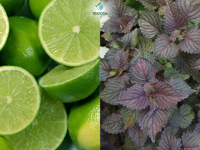 Sử dụng lá tia tô và chanh để chữa nám một cách hiệu quả