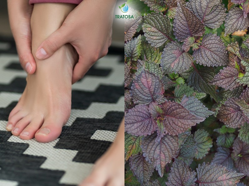 Tại sao nhiều người lựa chọn chữa bệnh gout bằng lá tía tô?