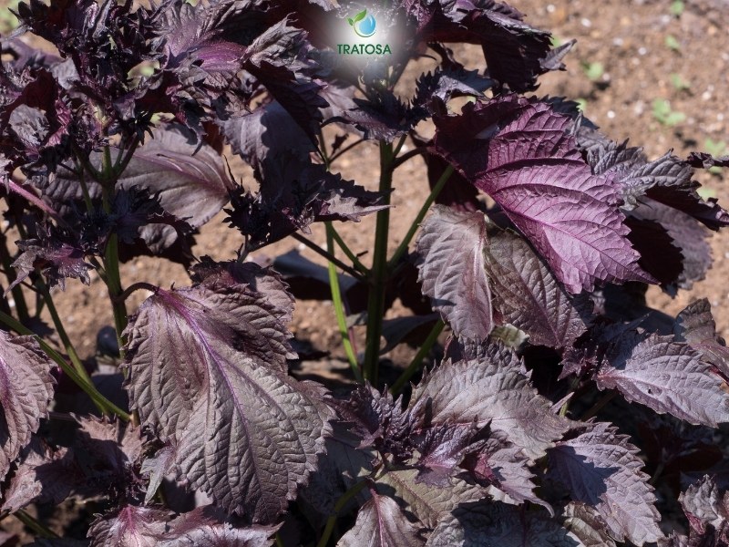 Trà thảo dược giảm cân từ lá tía tô