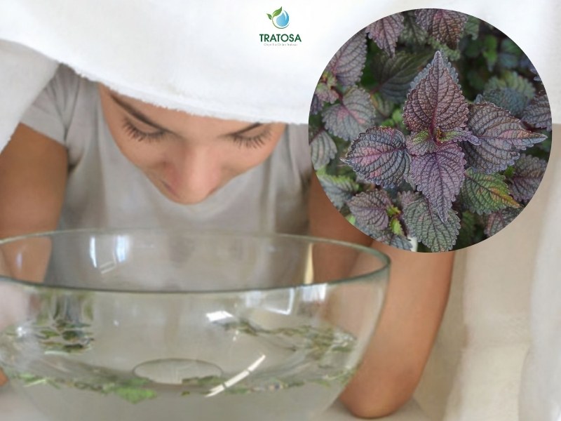 Trị mụn bằng cách xông mặt lá tía tô