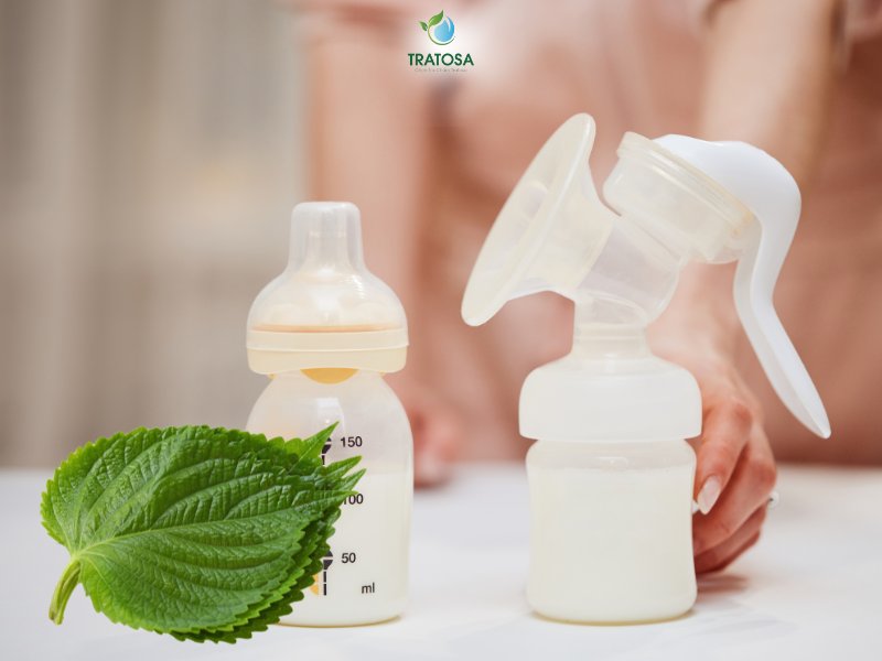 Uống nước lá tía tô có lợi sữa không? Uống nước lá tía tô gây mất sữa?