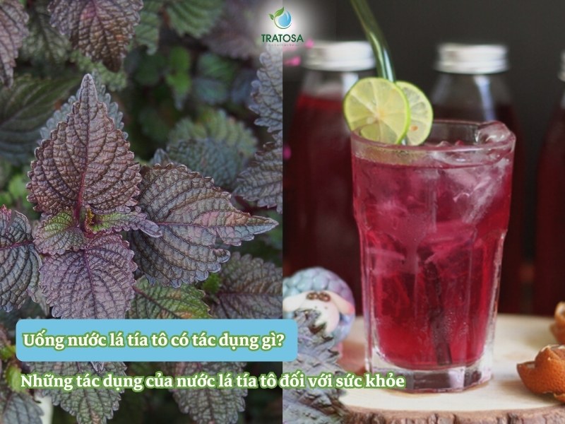 Uống nước lá tía tô có tác dụng gì? Những tác dụng của nước lá tía tô đối với sức khỏe