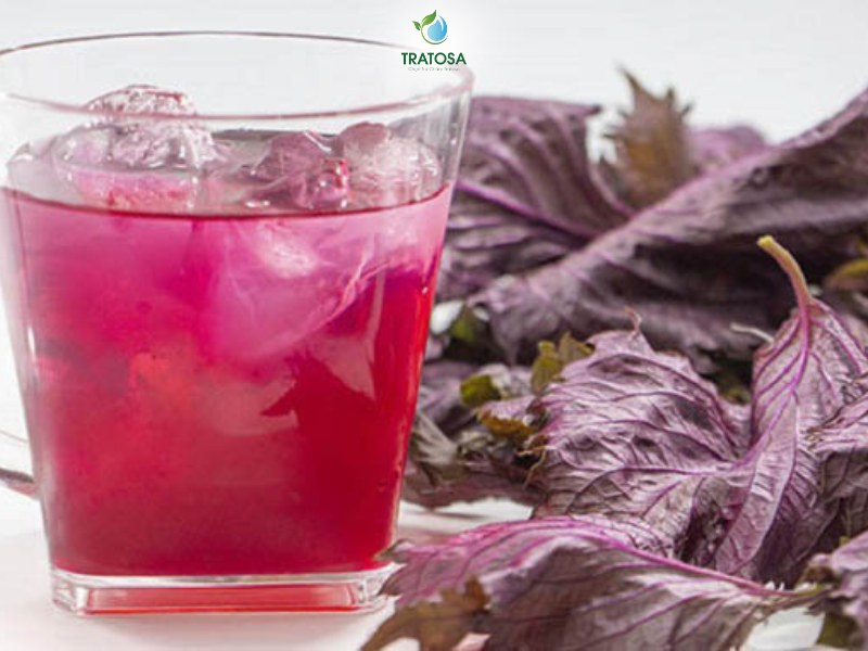 1 ngày nên uống bao nhiêu nước lá tía tô và uống hàng ngày có tốt không?