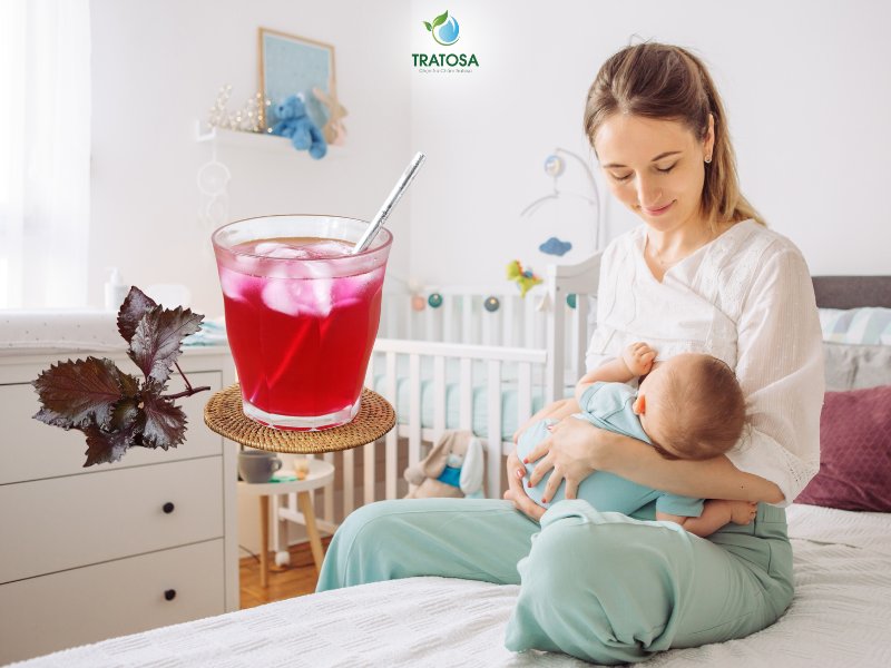 Uống nước lá tía tô hỗ trợ lợi sữa ở bà bầu