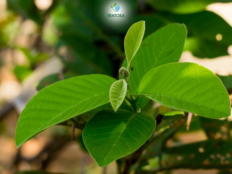 Tổng hợp 6 công dụng của nước lá ổi, hướng dẫn các cách sử dụng nước lá ổi hiệu quả Chữa viêm nhiễm phụ khoa bằng nước lá ổi