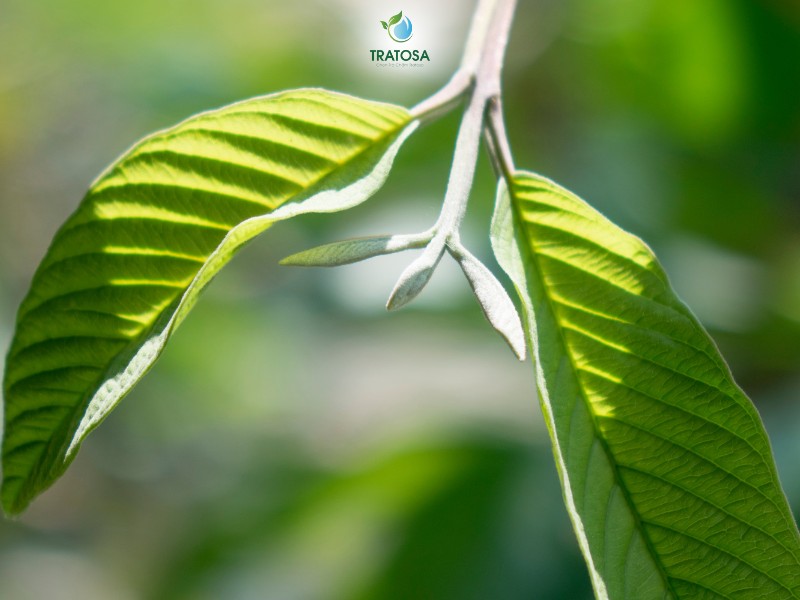 Nên uống trà lá ổi vào lúc nào? 3 thời điểm uống mang lại hiệu quả tốt nhất Những lưu ý khi sử dụng trà búp ổi